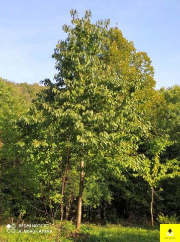 Eladó telek, Kőszegen 4.5 M Ft / költözzbe.hu