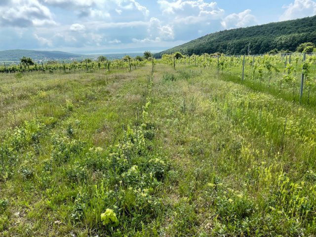 Eladó telek, Balatoncsicsón 43 M Ft / költözzbe.hu