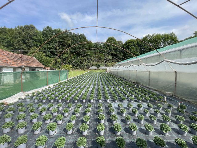 Eladó mezogazdasagi ingatlan, Telkibányán 150 M Ft