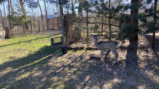 Eladó mezogazdasagi ingatlan, Debrecenben 89 M Ft