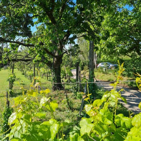 Eladó telek, Ábrahámhegyen 27.5 M Ft / költözzbe.hu