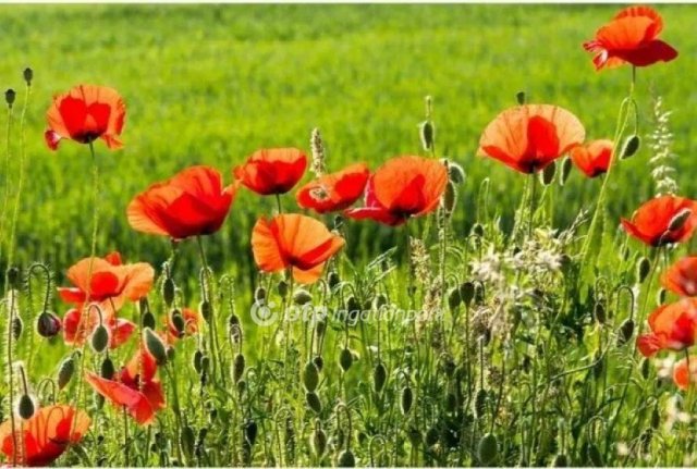 Eladó telek, Kunszentmártonban 16.99 M Ft / költözzbe.hu