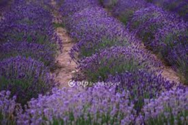 Eladó mezogazdasagi ingatlan, Pátyon 25 M Ft