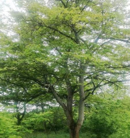 Eladó mezogazdasagi ingatlan, Lajosmizsén 4.9 M Ft