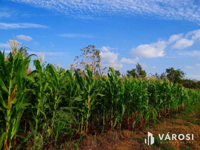 Eladó mezogazdasagi ingatlan, Kardoson 133 M Ft