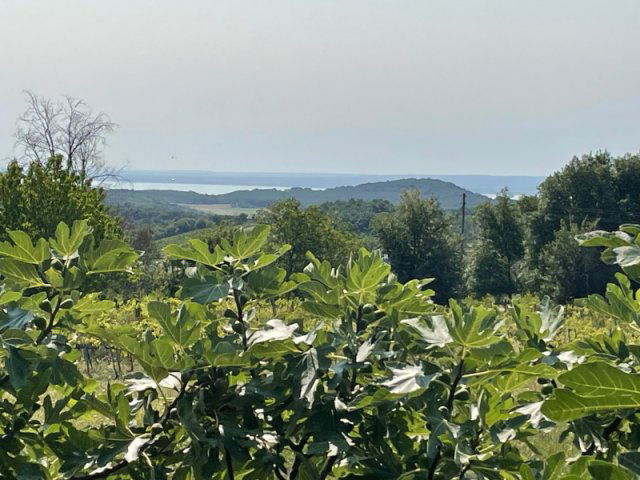 Eladó telek, Balatonszőlősön 44.9 M Ft / költözzbe.hu