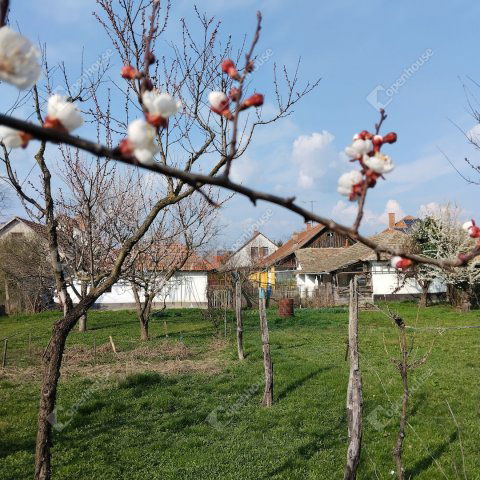 Eladó családi ház, Szentesen 24.5 M Ft, 3 szobás