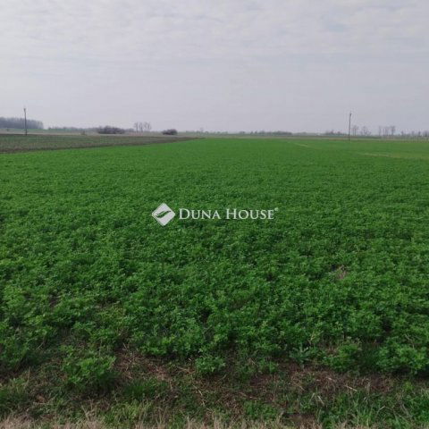 Eladó mezogazdasagi ingatlan, Tiszaalpáron 3.9 M Ft