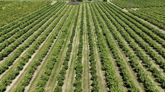 Eladó mezogazdasagi ingatlan, Putnokon 390 M Ft