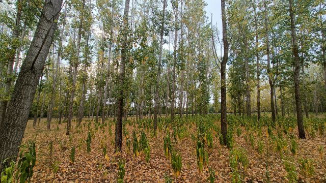 Eladó mezogazdasagi ingatlan, Kiskunmajsán 16.7 M Ft
