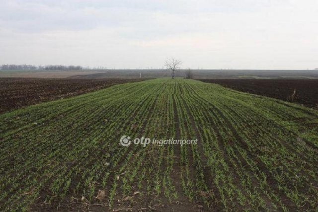 Eladó mezogazdasagi ingatlan, Budapesten, IX. kerületben 2.8 M Ft