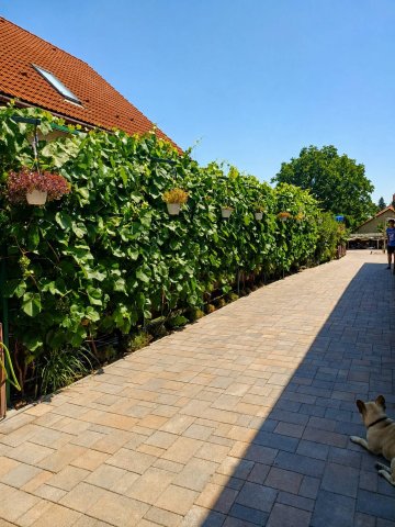 Eladó ikerház, Pilisvörösváron 159 M Ft, 5 szobás