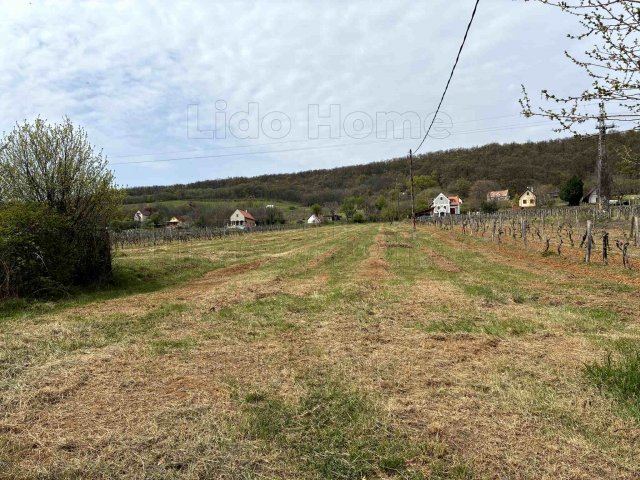Eladó mezogazdasagi ingatlan, Balatonszepezden 75 M Ft