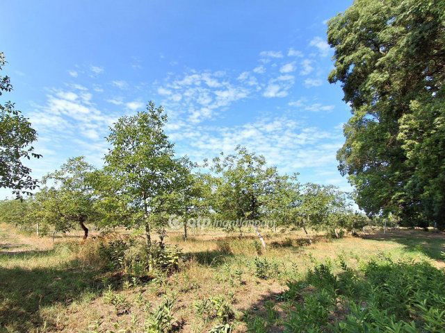 Eladó mezogazdasagi ingatlan, Cegléden 99.99 M Ft