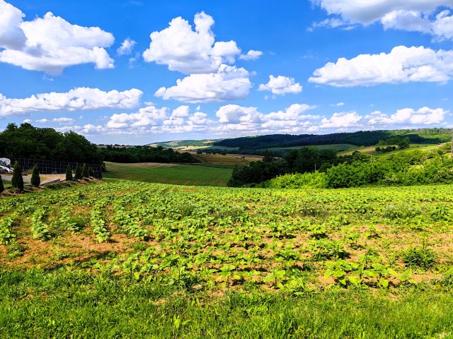 Eladó telek, Bonyhádon 9.99 M Ft / költözzbe.hu