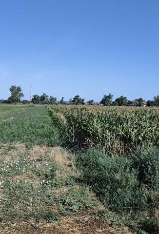 Eladó mezogazdasagi ingatlan, Szigetszentmiklóson 60 M Ft