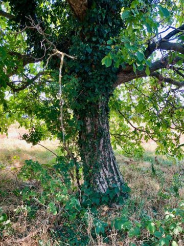 Eladó telek, Szántódon 49.9 M Ft / költözzbe.hu