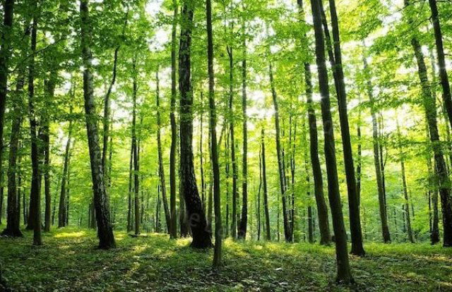 Eladó mezogazdasagi ingatlan, Balatonudvariban 2.7 M Ft