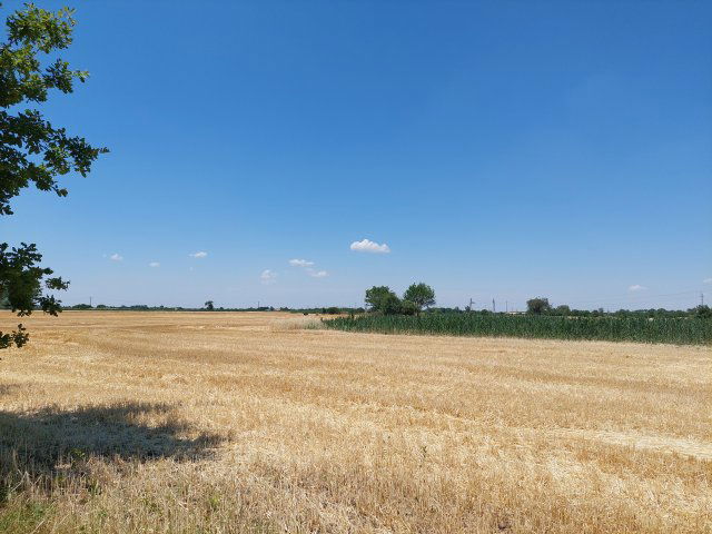 Eladó mezogazdasagi ingatlan, Makón 0.3 M Ft