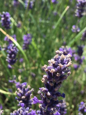 Eladó telek, Gödöllőn 40 M Ft / költözzbe.hu