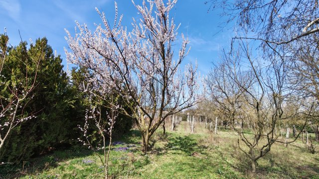 Eladó családi ház, Biatorbágyon 80 M Ft, 1 szobás