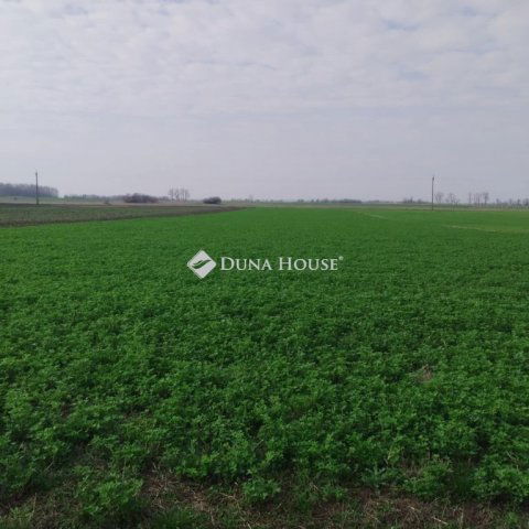 Eladó mezogazdasagi ingatlan, Tiszaalpáron 3.9 M Ft