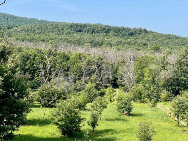 Eladó családi ház, Pilismaróton 225 M Ft, 2 szobás
