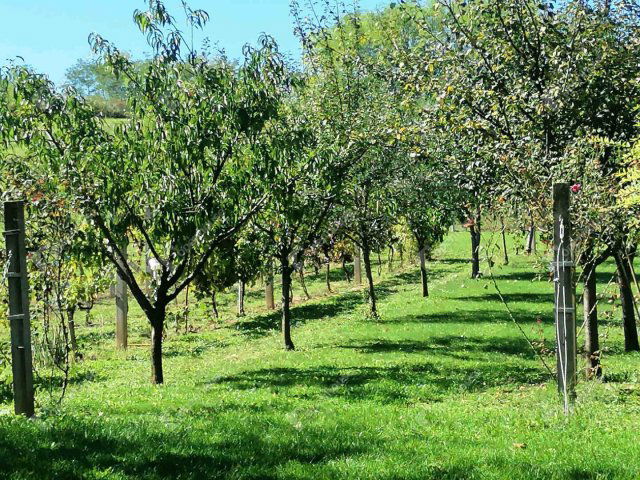 Eladó nyaraló, Pacsán 15.9 M Ft, 1 szobás / költözzbe.hu