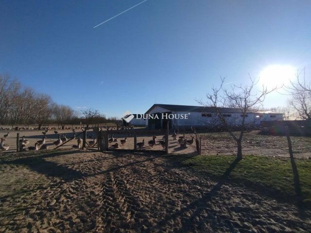 Eladó mezogazdasagi ingatlan, Tatárszentgyörgyön 400 M Ft