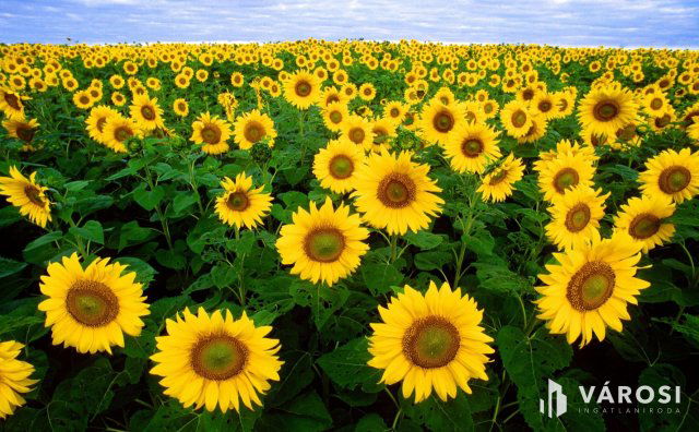 Eladó mezogazdasagi ingatlan, Kardoson 113 M Ft