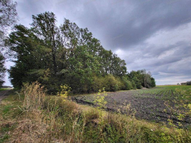 Eladó mezogazdasagi ingatlan, Tiborszálláson 32 M Ft