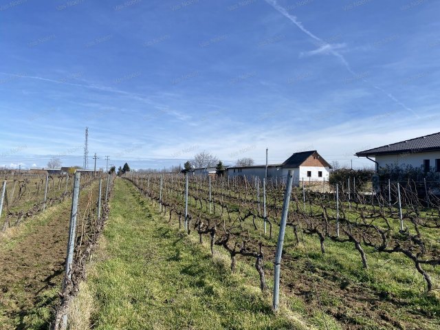 Eladó telek, Balatonbogláron 37.5 M Ft / költözzbe.hu