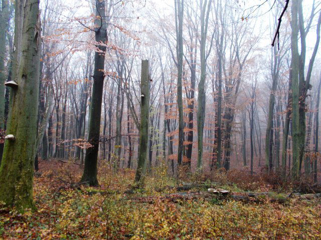Eladó mezogazdasagi ingatlan, Orosztonyon 215 M Ft