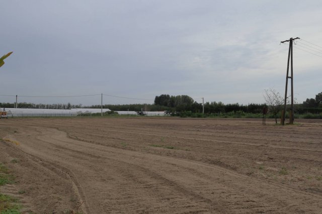 Eladó mezogazdasagi ingatlan, Üllésen 11 M Ft