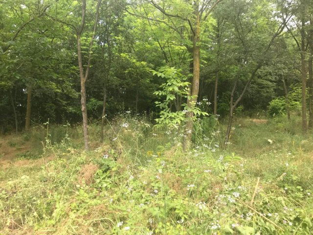 Eladó telek, Pécelen 80 M Ft / költözzbe.hu