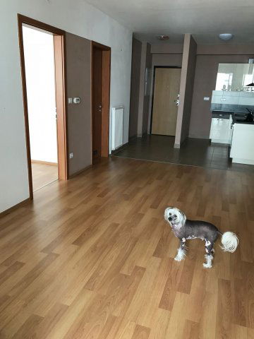 Kiadó téglalakás, albérlet, XIII. kerületben, Ipoly utcában