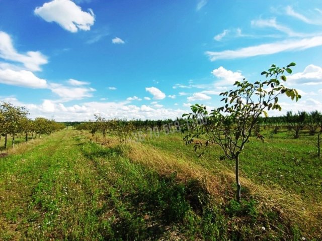 Eladó mezogazdasagi ingatlan, Sződön 89 M Ft