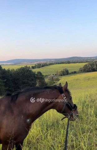 Eladó telek, Etyeken 60 M Ft / költözzbe.hu