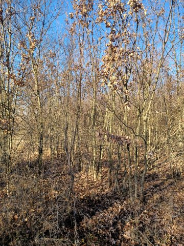 Eladó mezogazdasagi ingatlan, Tiszaszigeten 6.2 M Ft