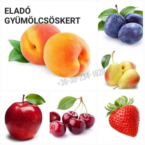 Eladó mezogazdasagi ingatlan, Vácon 29.9 M Ft, 1 szobás