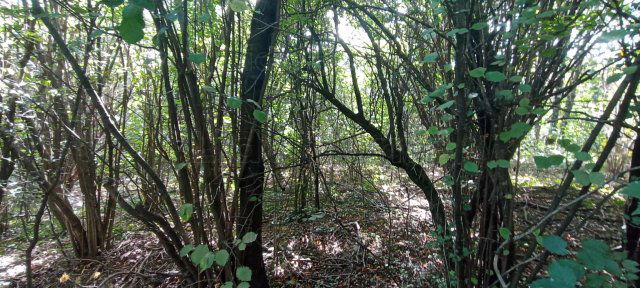 Eladó telek, Nemesbükön 7.9 M Ft / költözzbe.hu