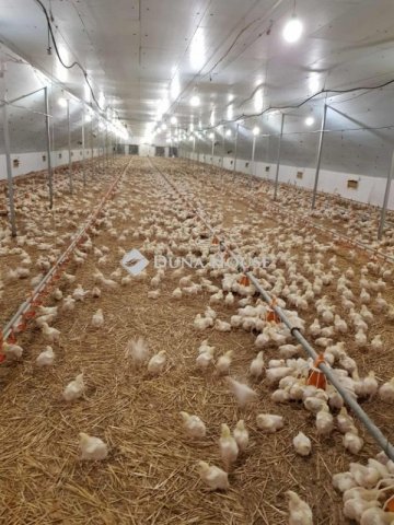 Eladó mezogazdasagi ingatlan, Mátyásdombon 325 M Ft