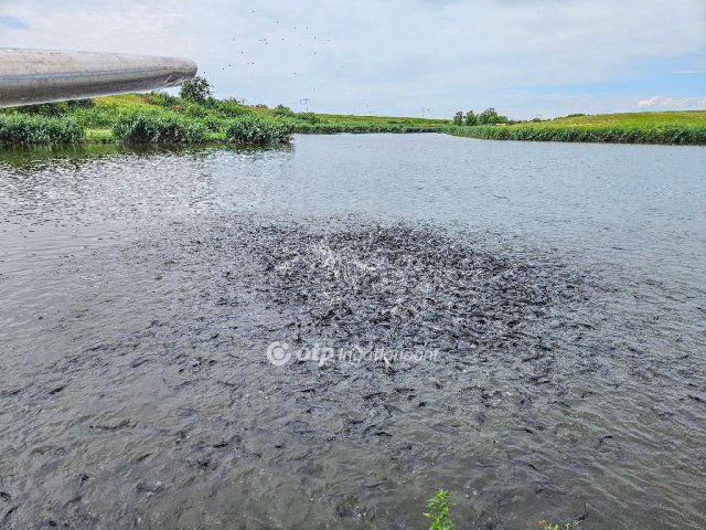 Eladó mezogazdasagi ingatlan, Mezőszilason 235 M Ft