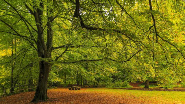 Eladó mezogazdasagi ingatlan, Kakucson 70 M Ft