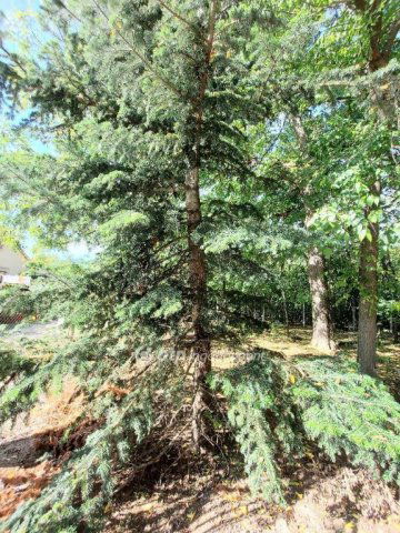 Eladó családi ház, Kecskeméten 124.9 M Ft, 1+4 szobás