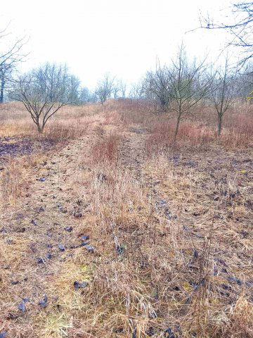 Eladó telek, Óbarokon 14.3 M Ft / költözzbe.hu