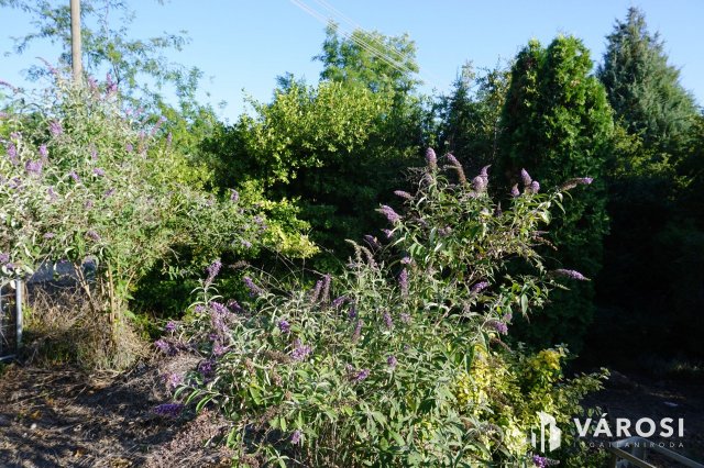 Eladó mezogazdasagi ingatlan, Szegeden 22 M Ft