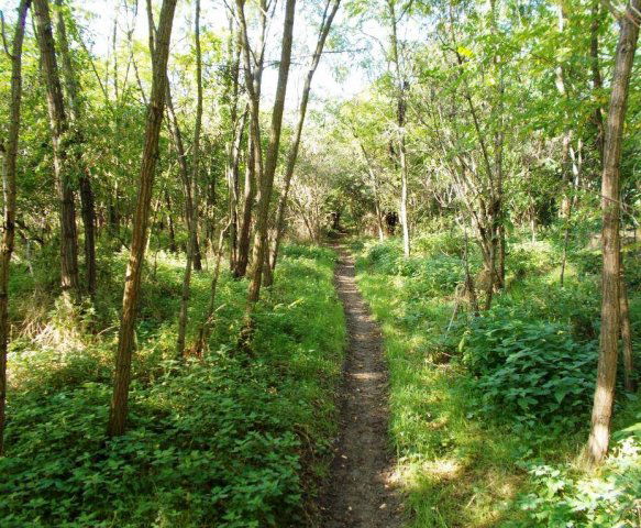 Eladó mezogazdasagi ingatlan, Nagytarcsán 60 M Ft