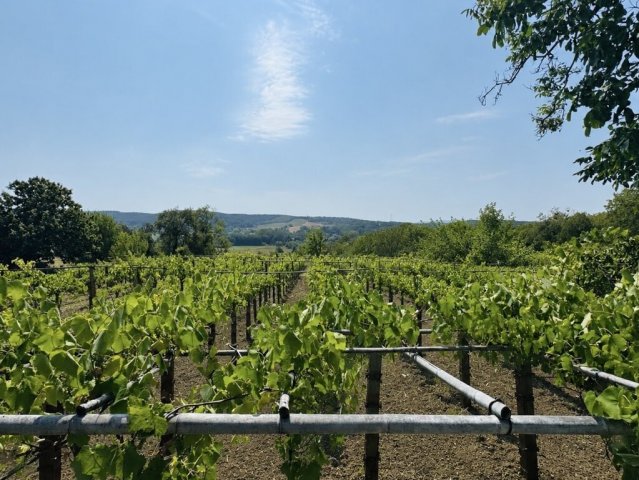 Eladó családi ház, Vindornyaszőlősön 14.9 M Ft, 1 szobás