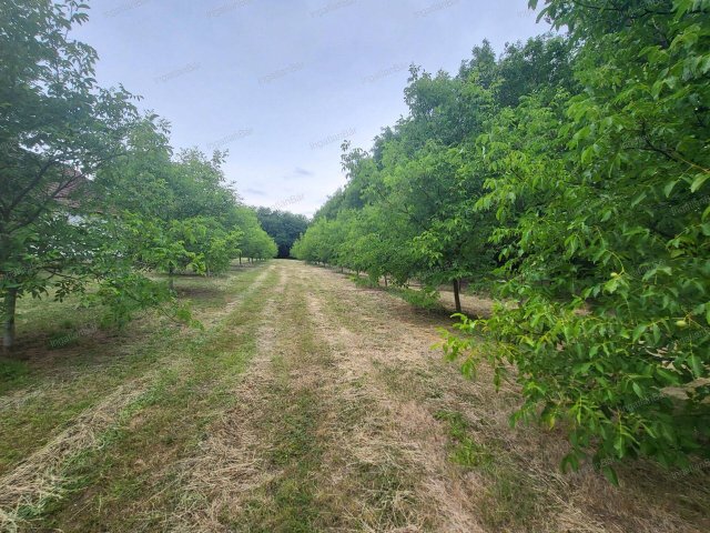 Eladó mezogazdasagi ingatlan, Mándon 21 M Ft